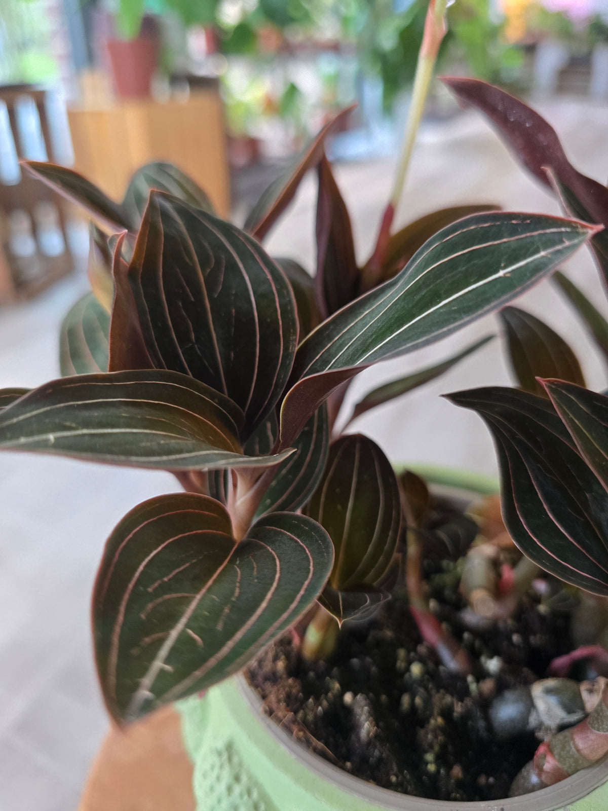 Ludisia Discolor
