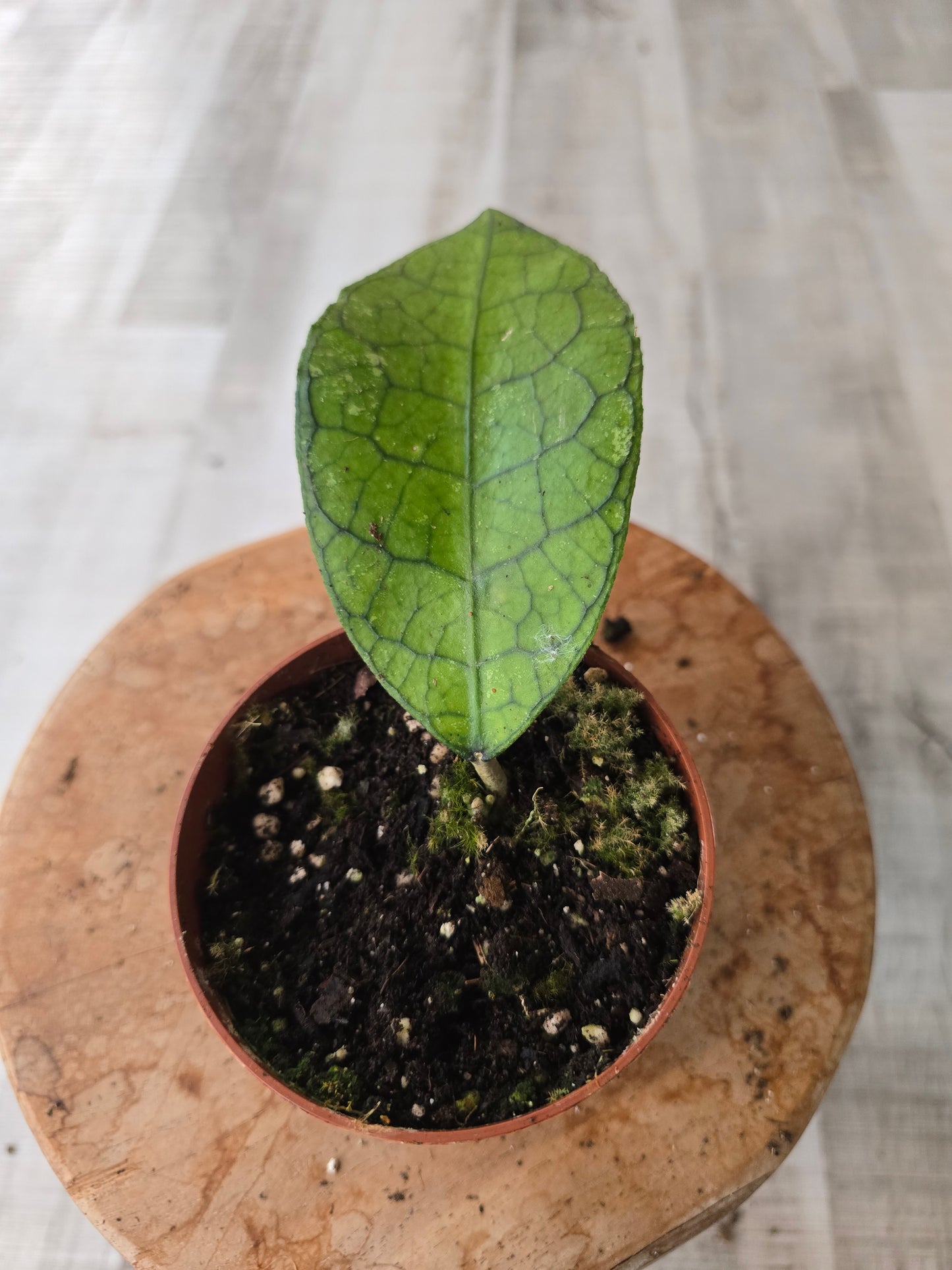 Hoya clemensiorum 'short leaf'