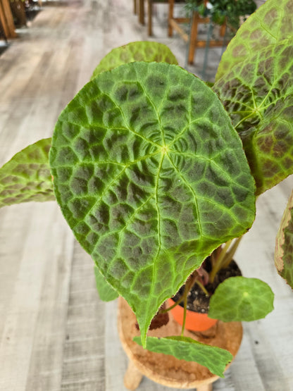 Begonia phuthoensis