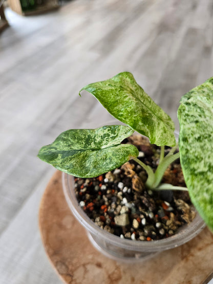 Alocasia Macrorrhiza Splash (JP2)