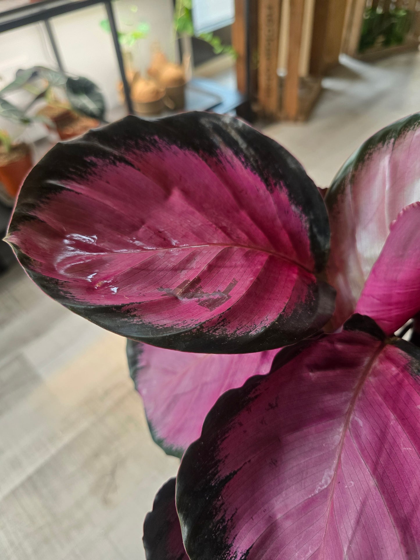 Calathea Roseopicta