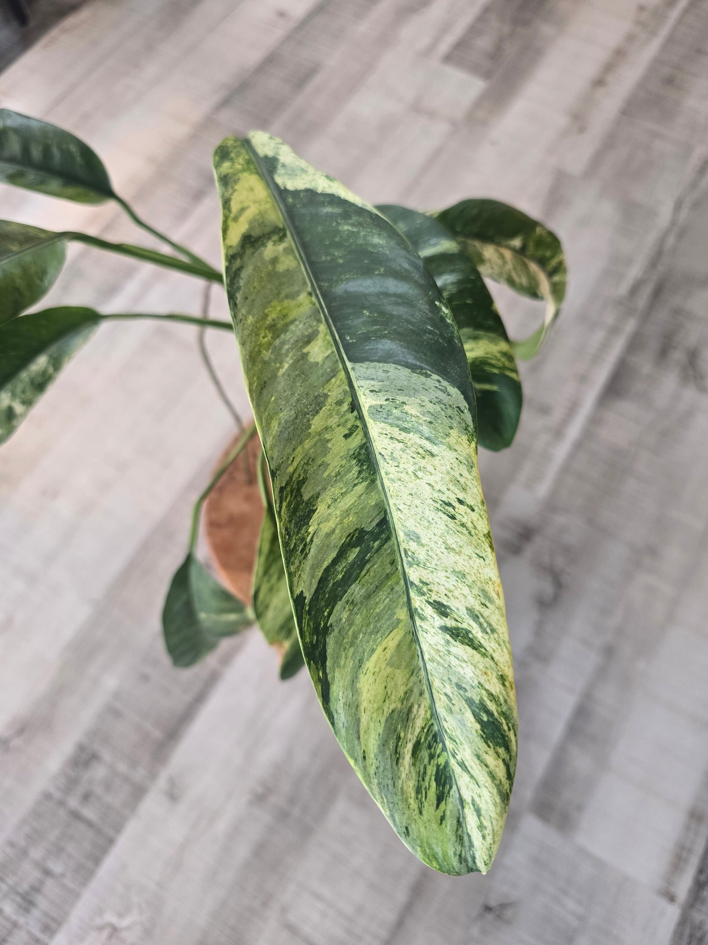 Epipremnum Giganteum variegata