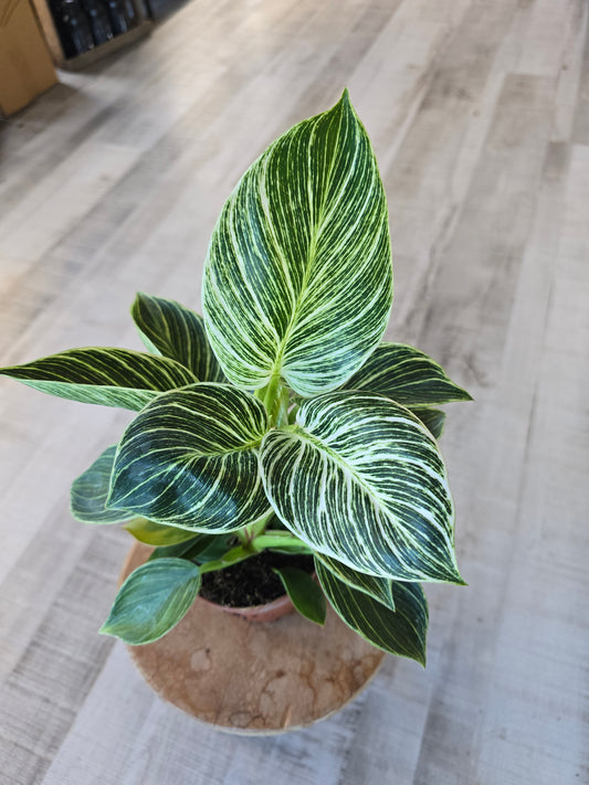 Philodendron Birkin