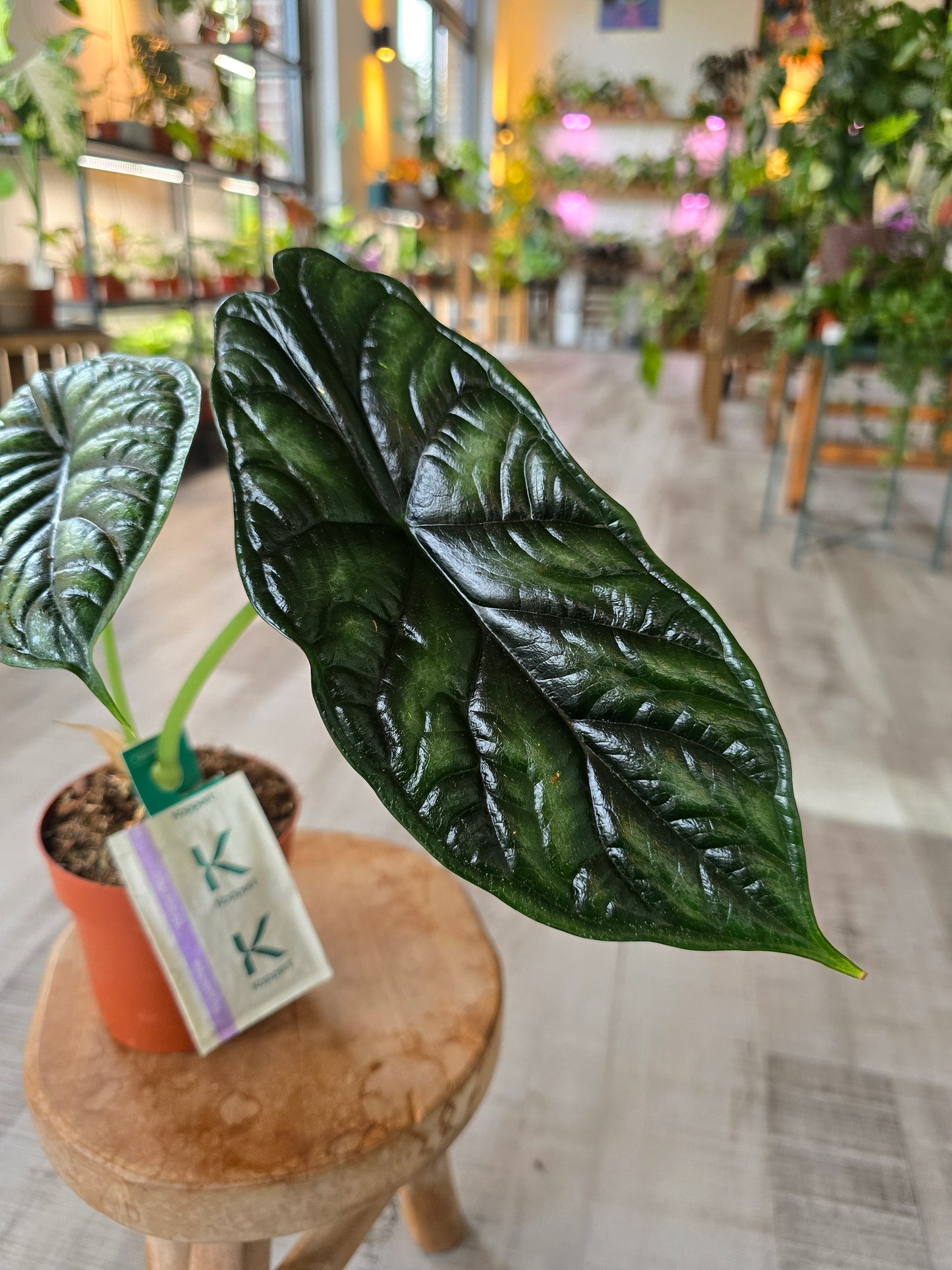Alocasia Dragon Scale (SC)