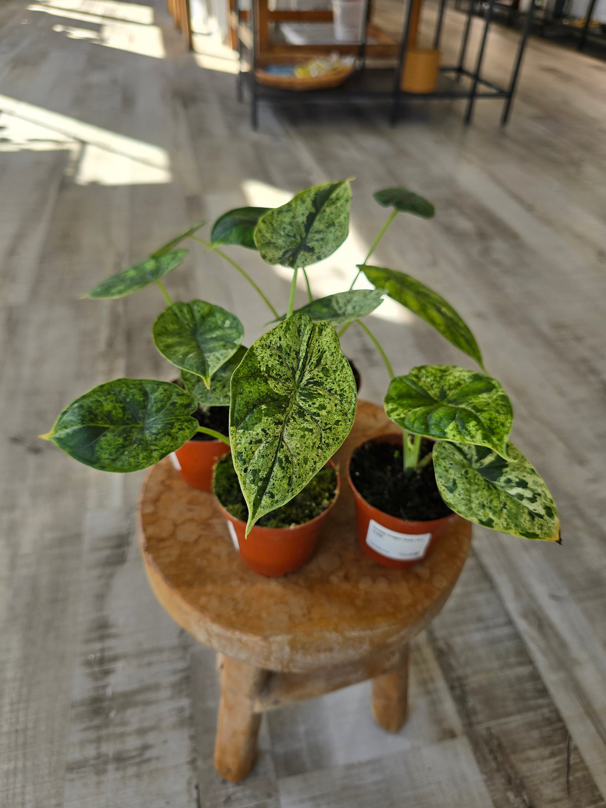 Alocasia 'Dragon Scale Mint Variegata'