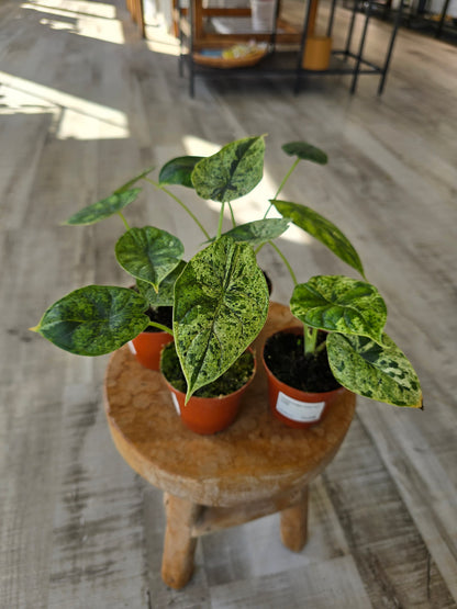 Alocasia 'Dragon Scale Mint Variegata'
