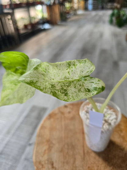 Alocasia Macrorrhiza Splash (JP2)