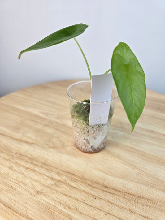 Alocasia Clypeolata Green Shield (JP)