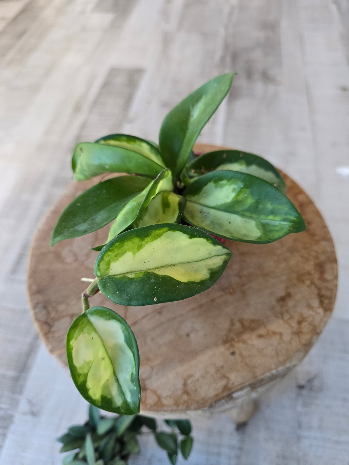 Hoya carnosa 'Tricolor' 'S'