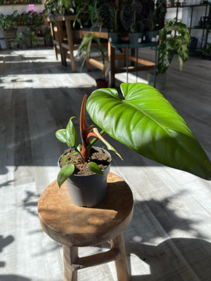 Philodendron Summer Glory (SC)