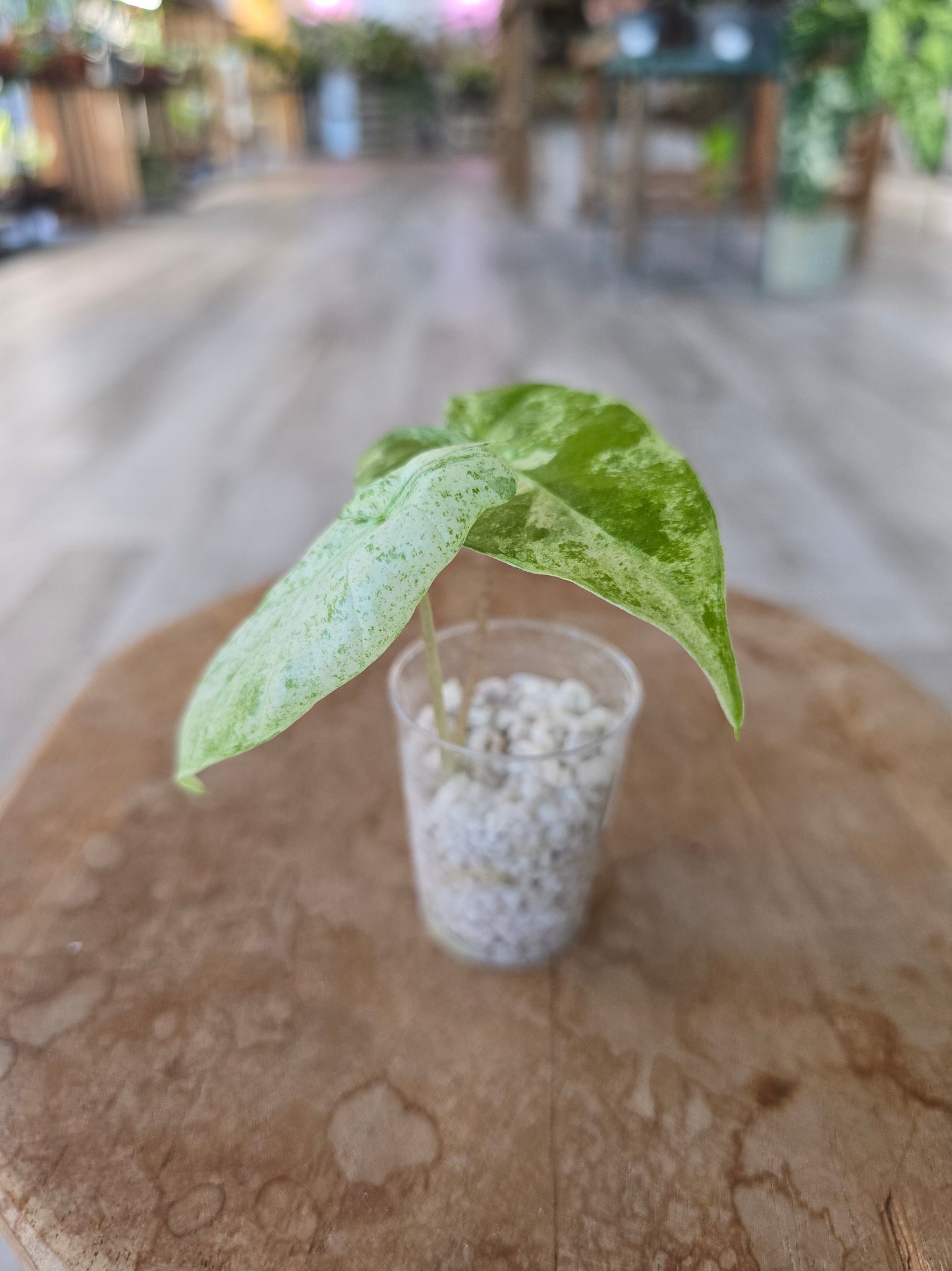 Alocasia Macrorrhiza Splash (JP)