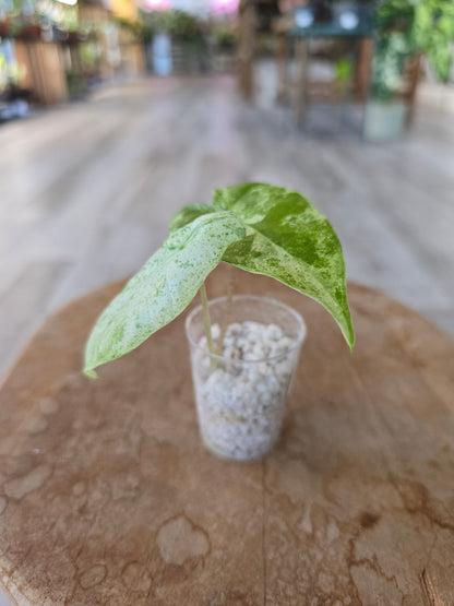 Alocasia Macrorrhiza Splash (JP)