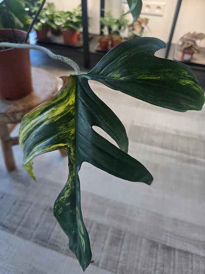 Philodendron Florida Beauty (10)