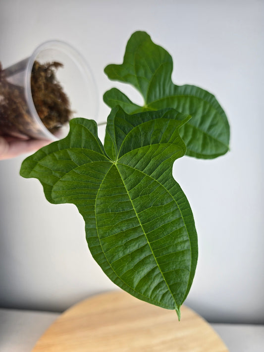 Dioscorea sansibarensis (JP)