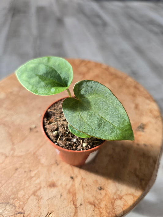 Anthurium Dressleri (LS 32)