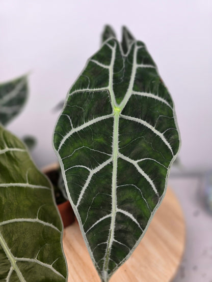 Alocasia 'Watsoniana Big Form'