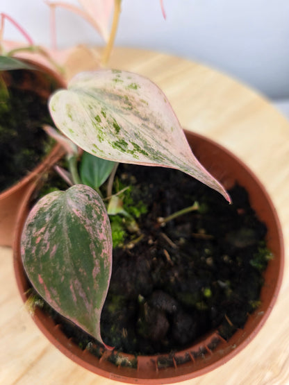 Philodendron scandens micans pink marble variegata