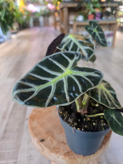 Alocasia Balloon Heart