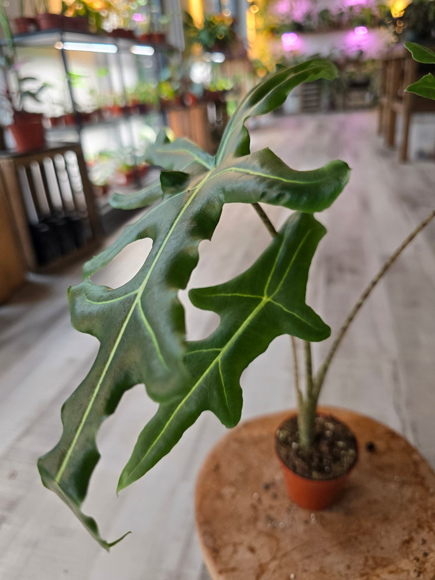 Alocasia Portei 'Zebra Stem'