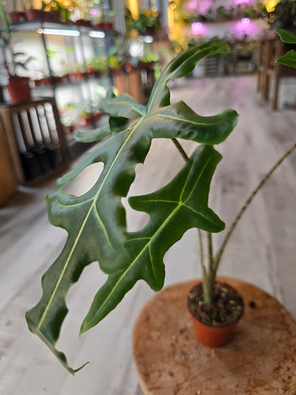 Alocasia Portei 'Zebra Stem'
