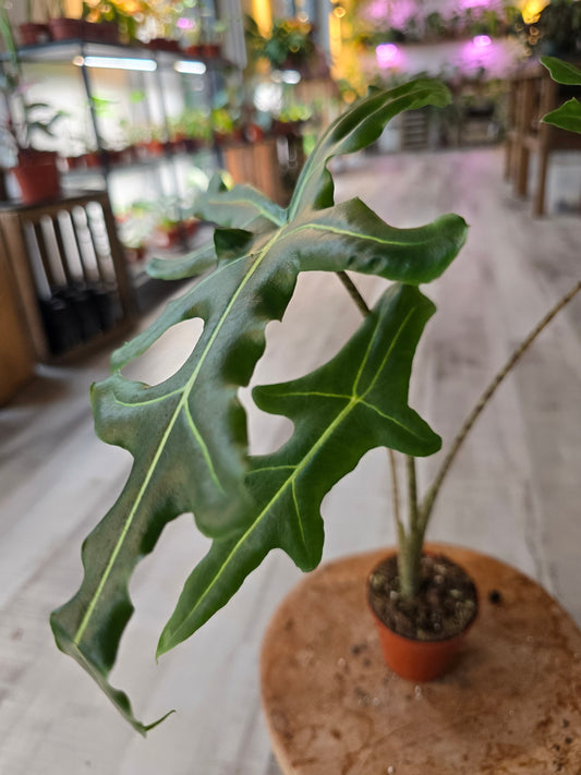 Alocasia Portei 'Zebra Stem'