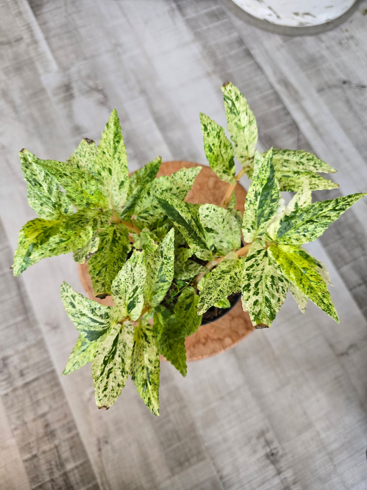 Pellionia repens variegata
