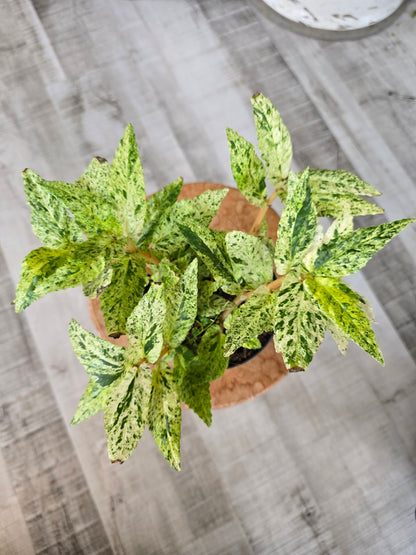 Pellionia repens variegata