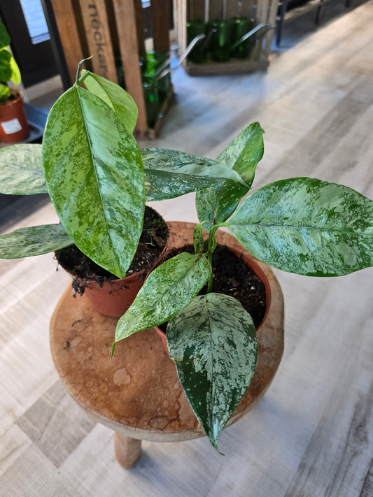 Hoya coriacea silver
