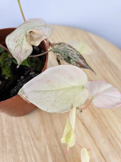 Philodendron scandens micans pink marble variegata