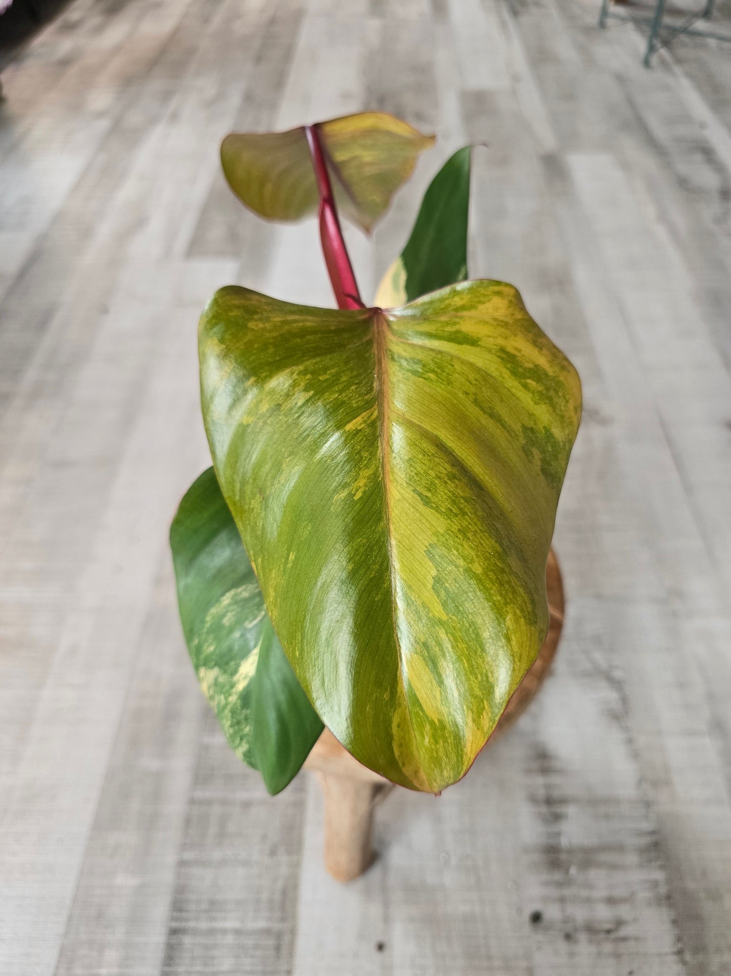 Philodendron Strawberry Shake (2)