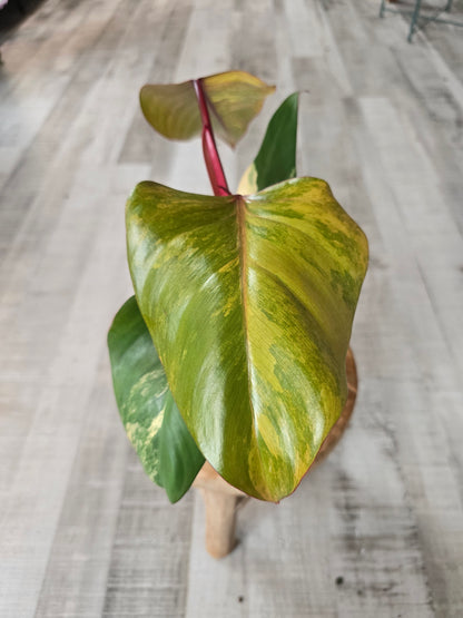 Philodendron Strawberry Shake (2)