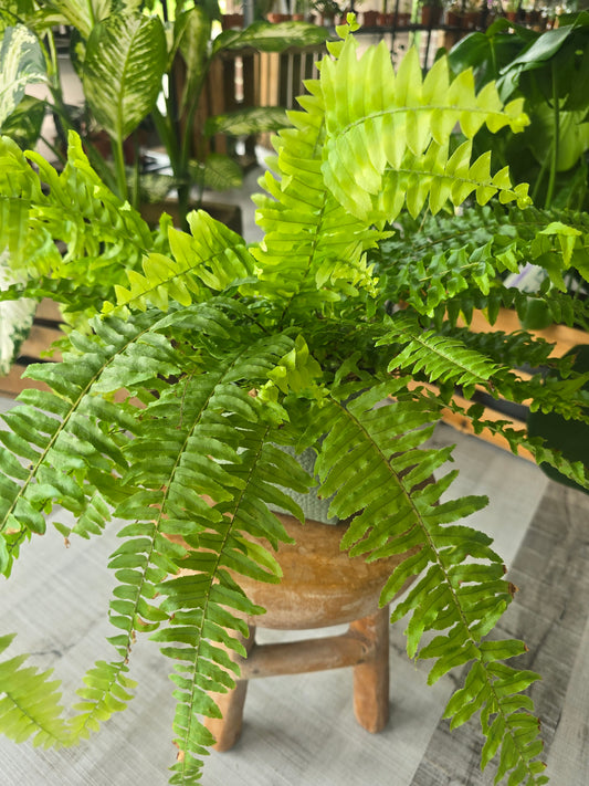 Nephrolepis exaltata