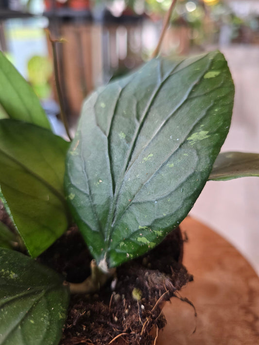 Hoya sp Gayo