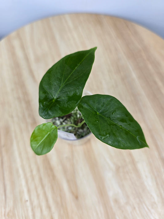 Alocasia clypeolata Green Shield (JP)