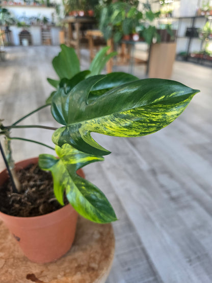 Philodendron Florida Beauty (9)