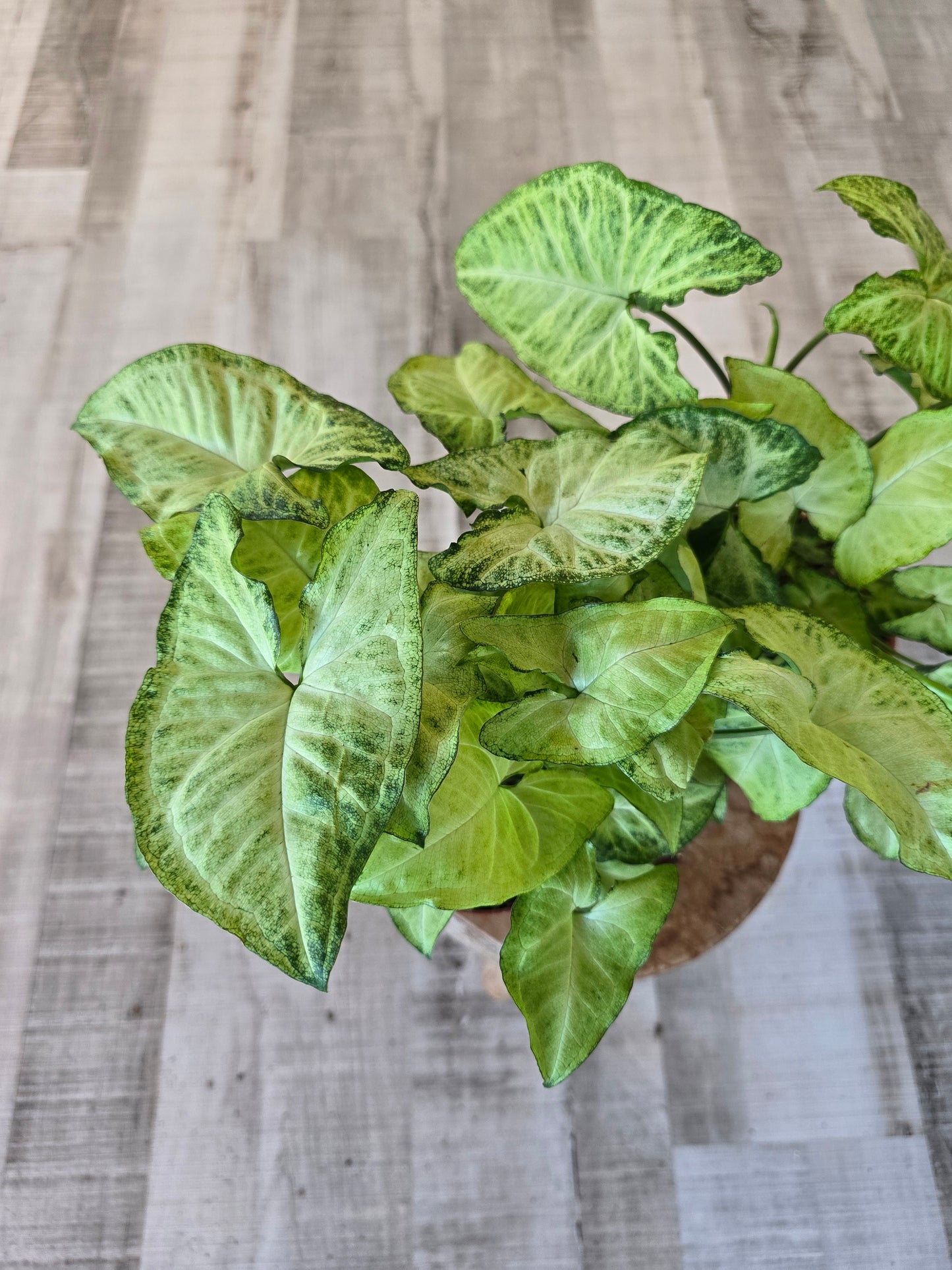 Syngonium White Butterfly