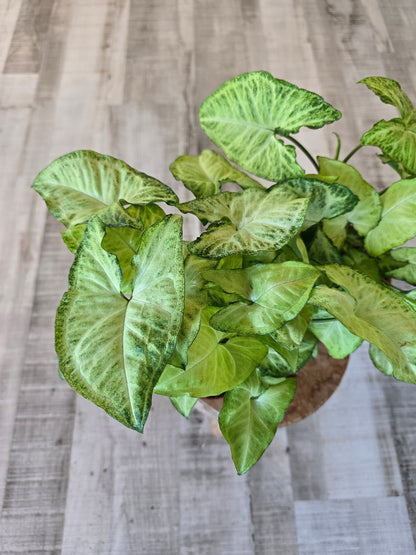Syngonium White Butterfly
