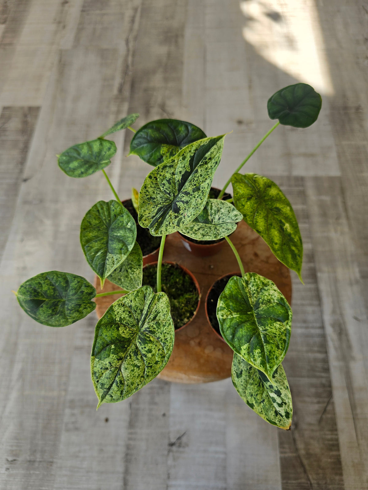 Alocasia 'Dragon Scale Mint Variegata'