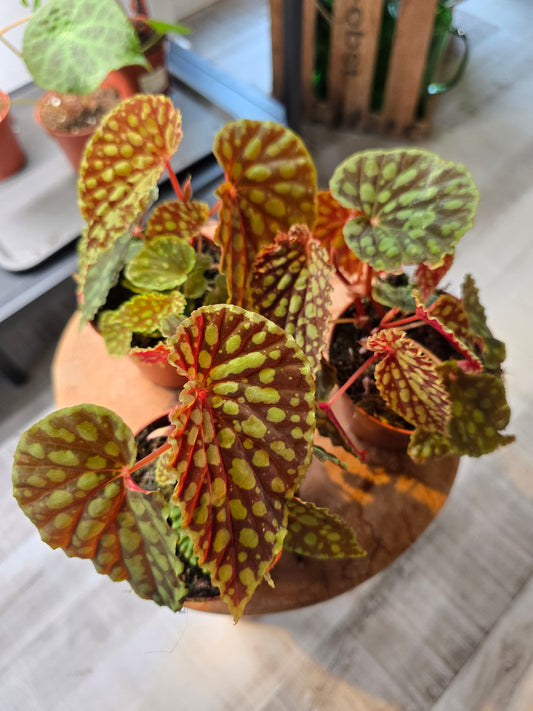 Begonia Chlorosticta