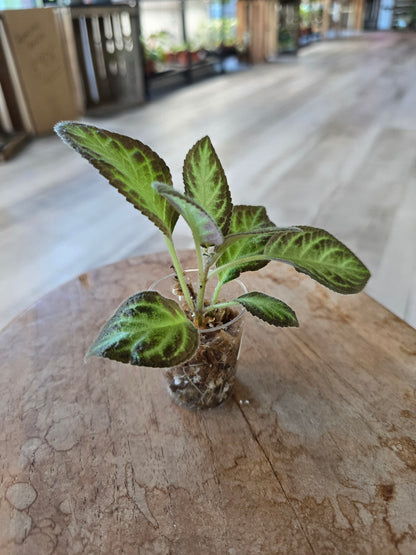 Episcia cupreata 'Silver Shield' (JP)