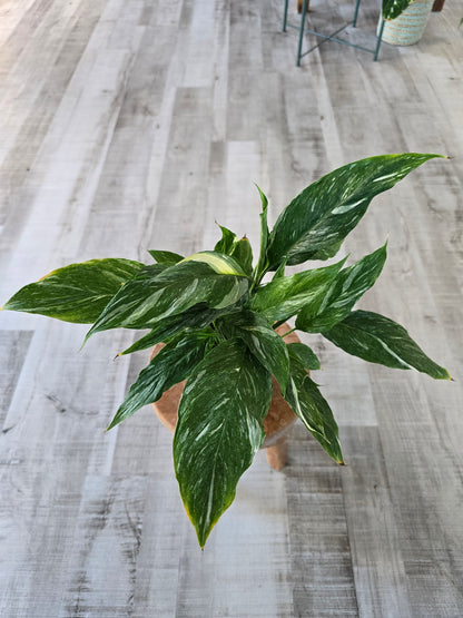 Spathiphyllum diamond