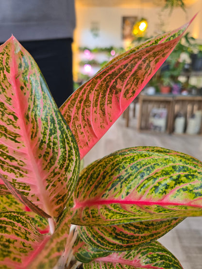 Aglaonema Grand Poppy