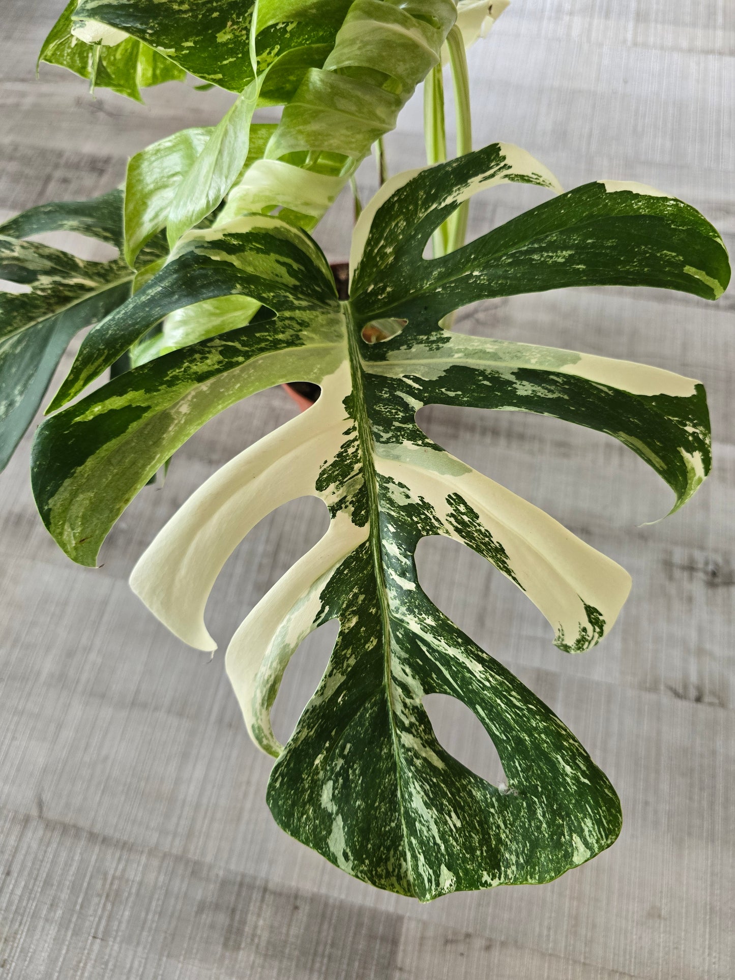 Monstera deliciosa variegata (3)