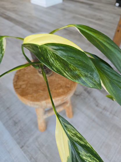 Epipremnum Amplissimum Aurea Variegata