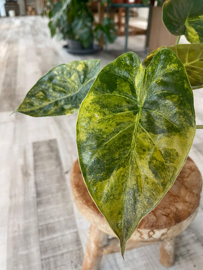 Alocasia wentii 'Aurea'