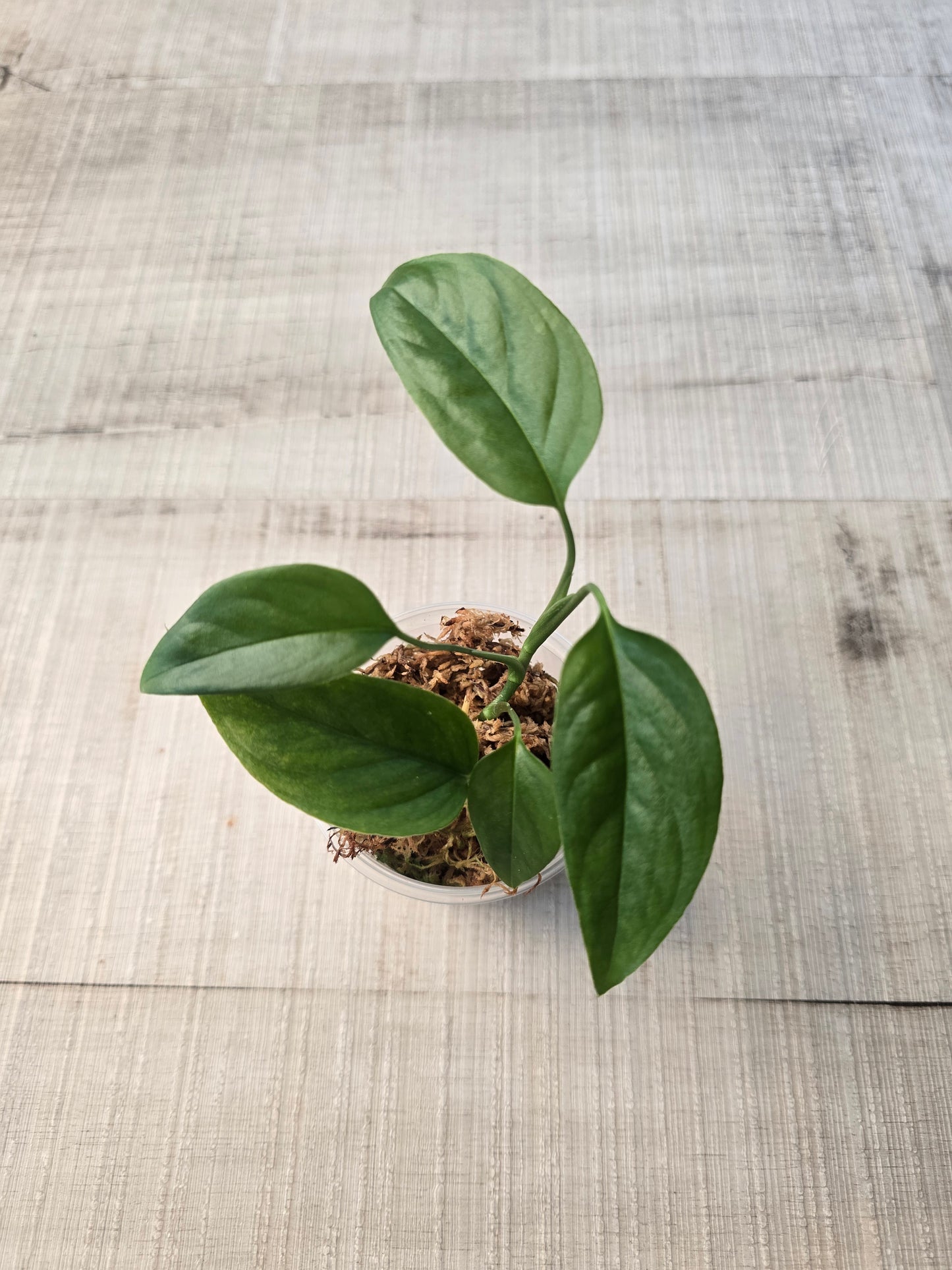 Monstera Praetermissa (JP)