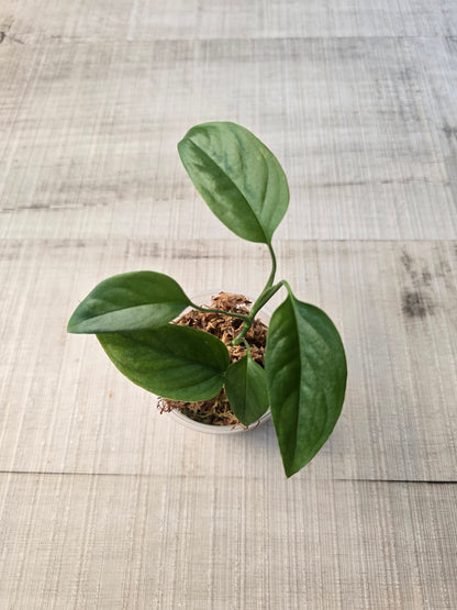 Monstera Praetermissa (JP)