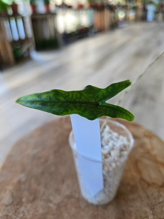 Alocasia Sabrina Narrow (JP)