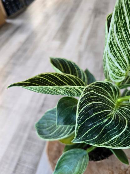Philodendron Birkin