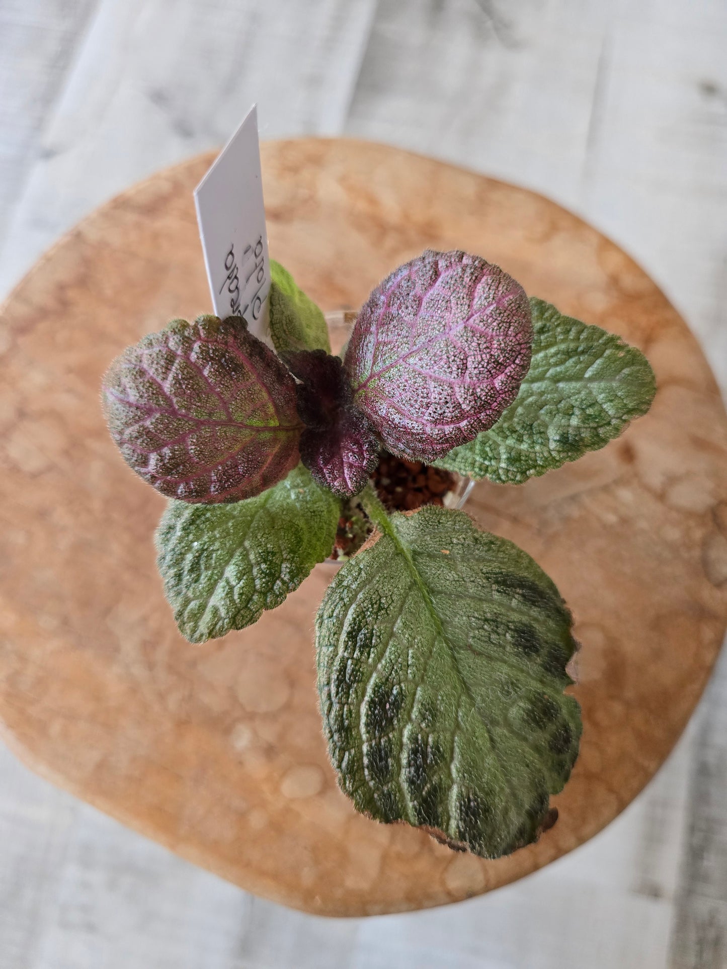 Episcia cupreata 'Tierra Plata'